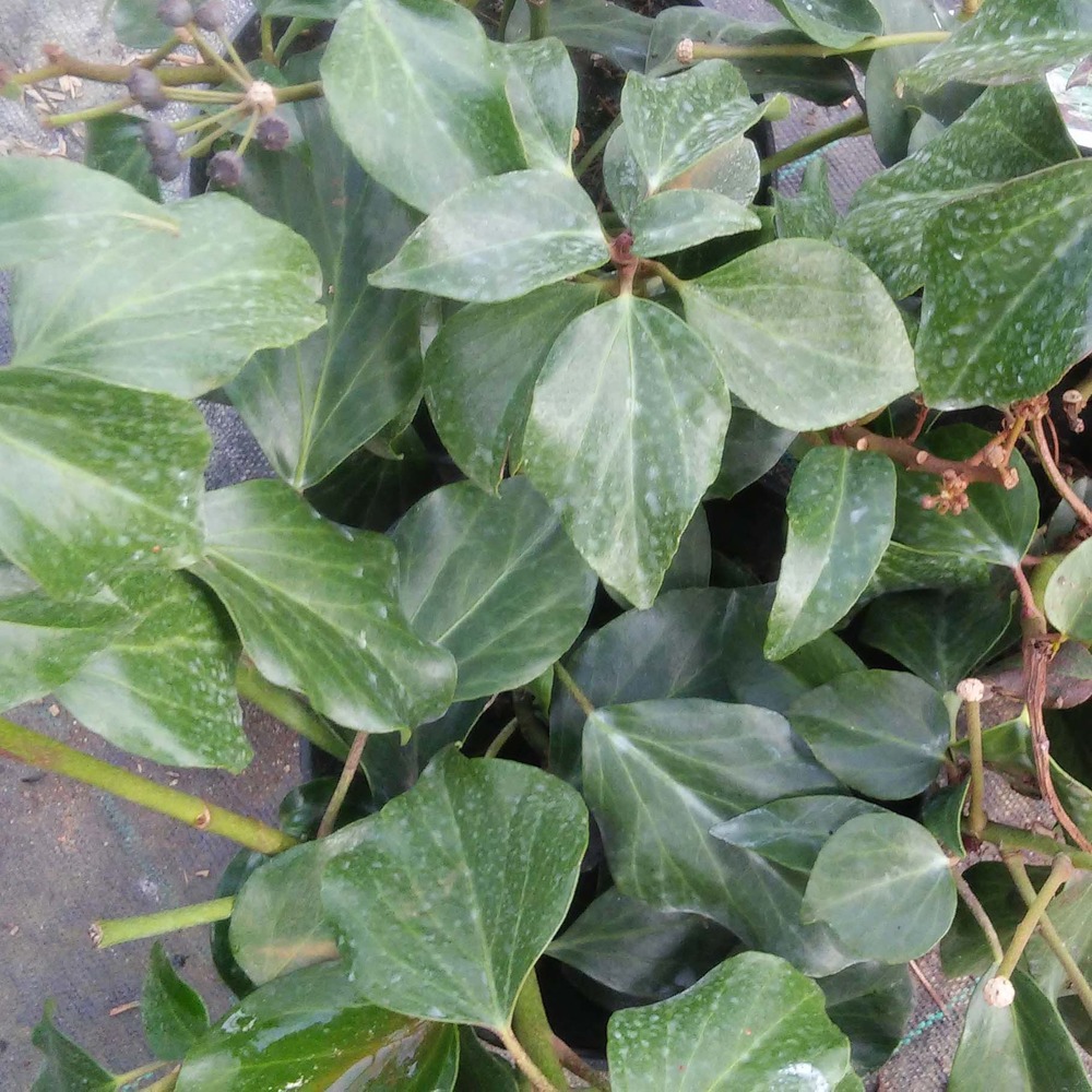 Hedera colchica 'arborescens' pot de 2l/3l