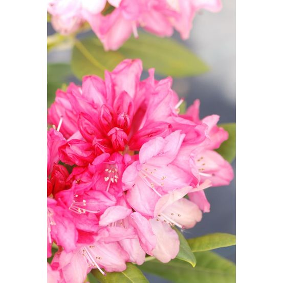 Rhododendron 'sneezy' - en pot de 4 litres