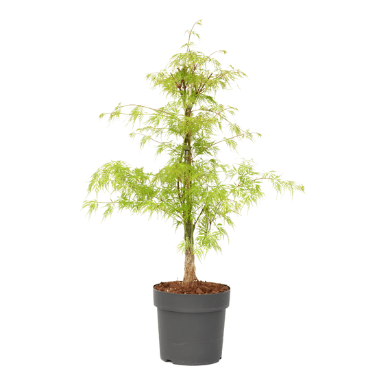 Érable du japon - acer palmatum 'emerald lace' - hauteur 60-70cm - ⌀19cm