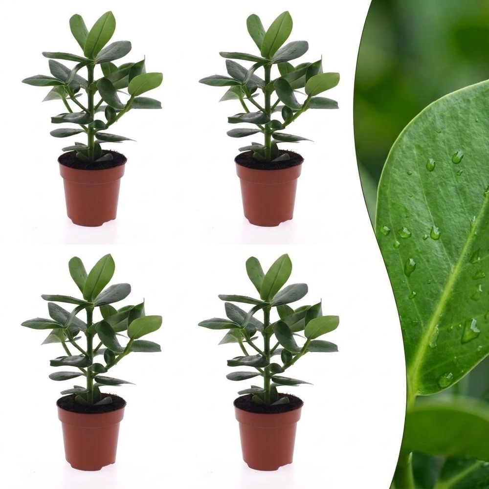 Clusia princess - clusia - pot de 12cm - plantes d'intérieur