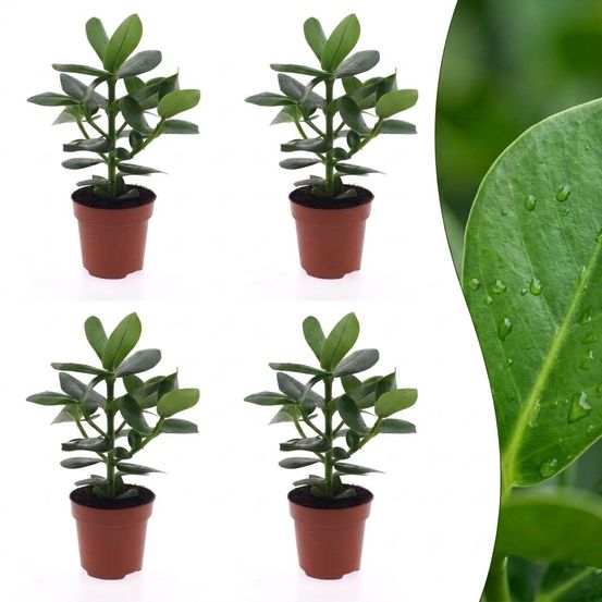 Clusia princess - clusia - pot de 12cm - plantes d'intérieur