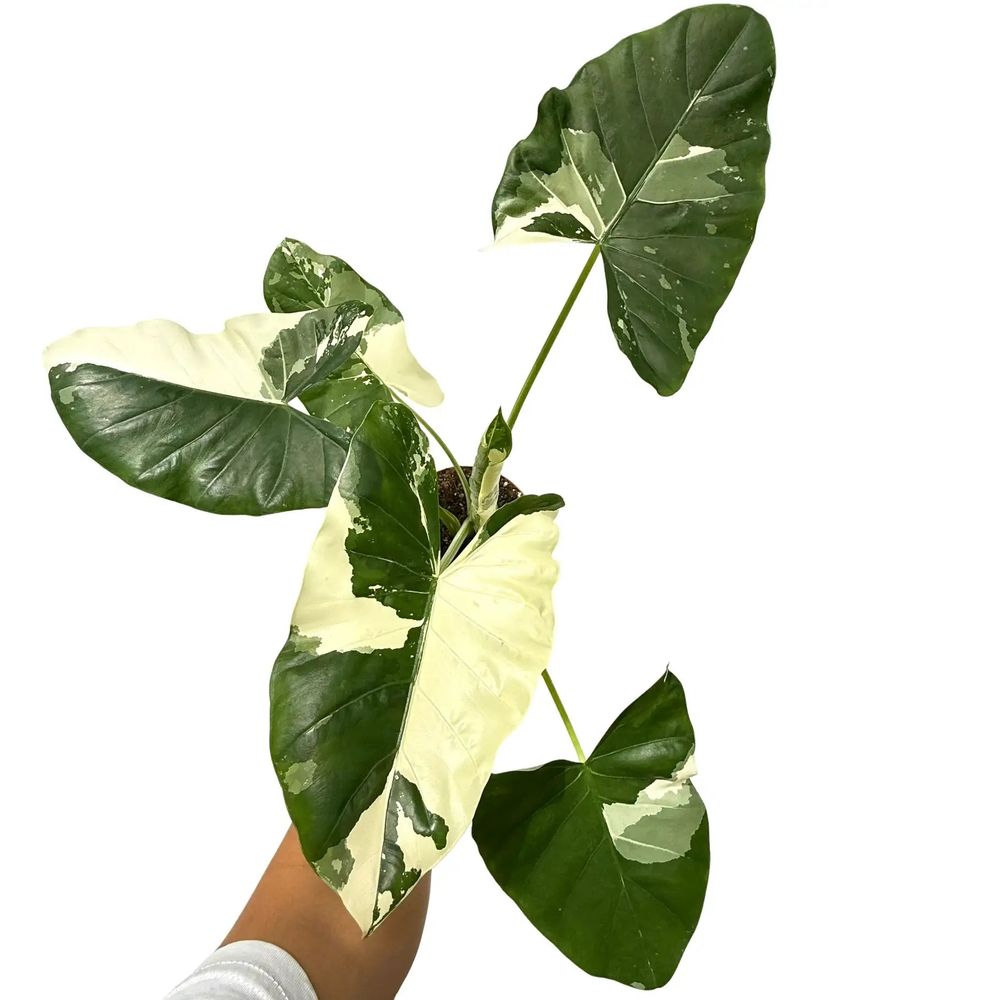 Alocasia macrorrhiza variegata - pot de 17cm - plantes d'intérieur
