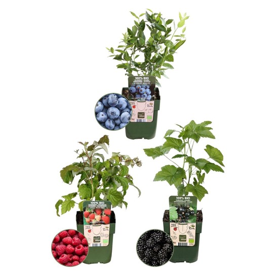 Ensemble de 3 plantes fruitières bio