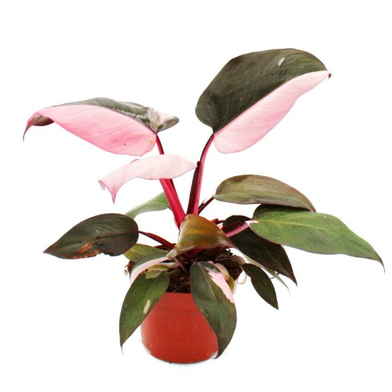 Philodendron pink princess - ami arbre rose-noir - pot 12cm