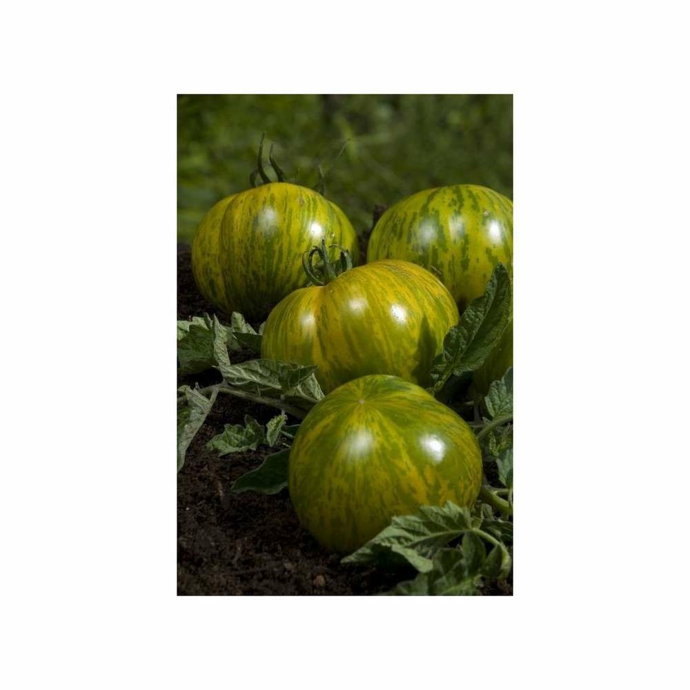 Graines de tomate green zebra