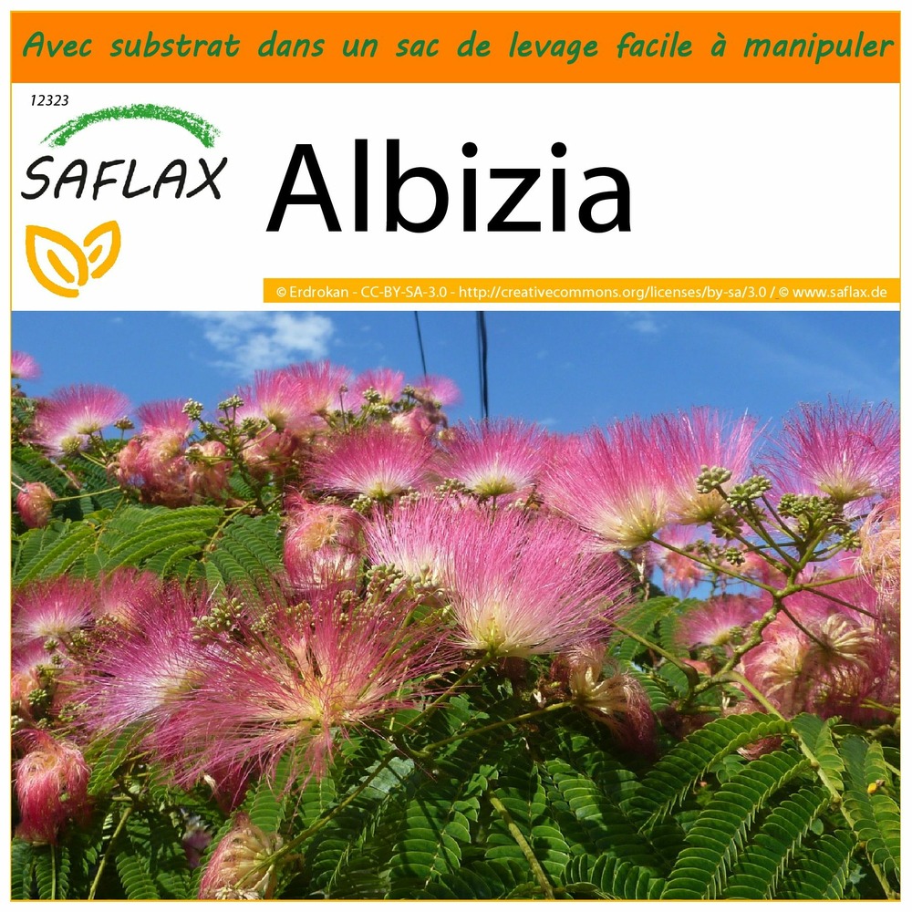 Garden in the bag - albizia - 50 graines - albizia julibrissin