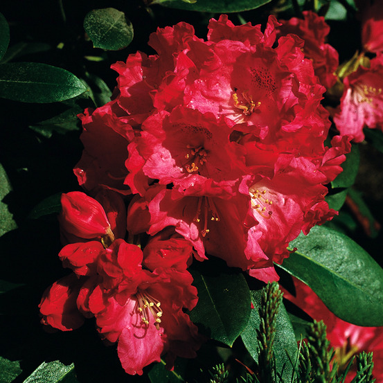 Rhododendron yakushimanum morgenrot - rhododendron nain