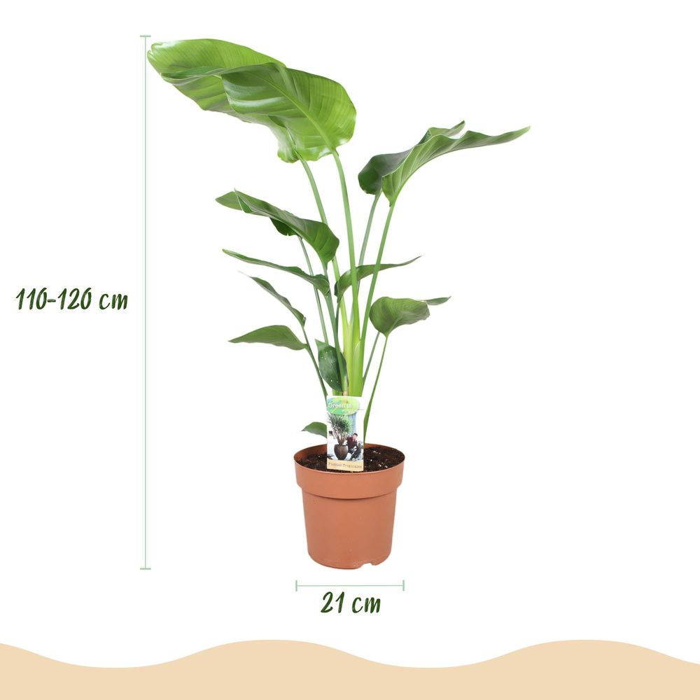 Strelitzia nicolai