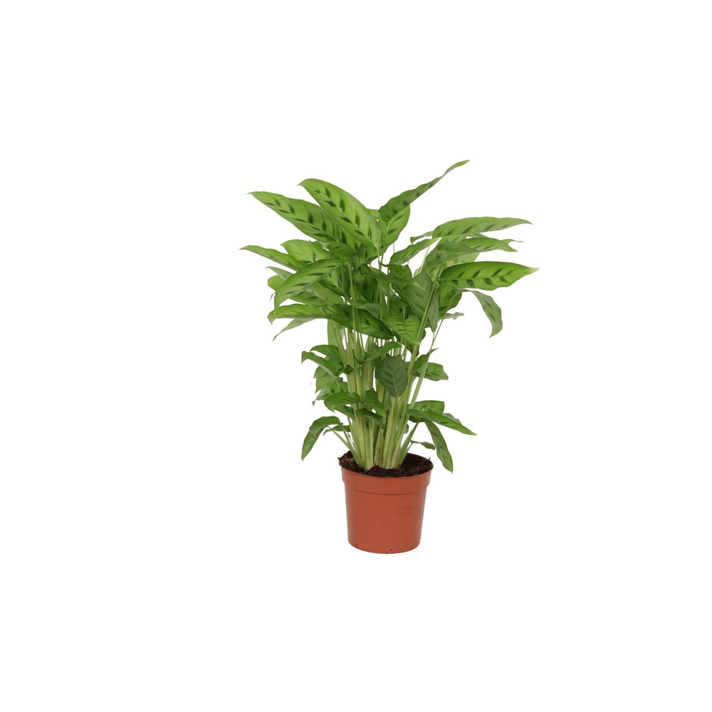 Calathea leopardina - plantes d'intérieur