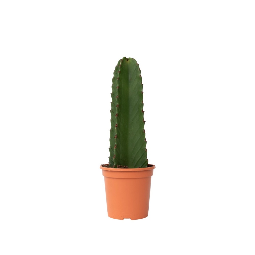 Euphorbe ingens - euphorbia ingens - hauteur 40-50cm - ⌀18cm