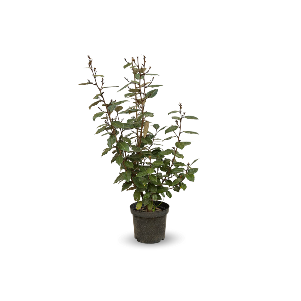 Eleagnus ebbingei- plantes de haies - ↕ 50-60 cm - ⌀ 20 cm - plante d'extérieur