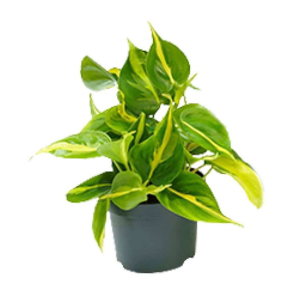 Philodendron scandens brasil - ø12cm - ↕15cm - plantes d'intérieur