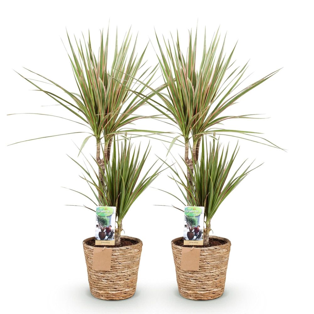 Dracaena sunray - arbre dragon - lot de 2 plantes - pot de 17cm - hauteur 70-75cm
