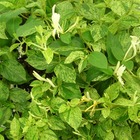 Chèvrefeuille japonica mint crisp®/lonicera japonica mint crisp®[-]godet - 5/10 cm