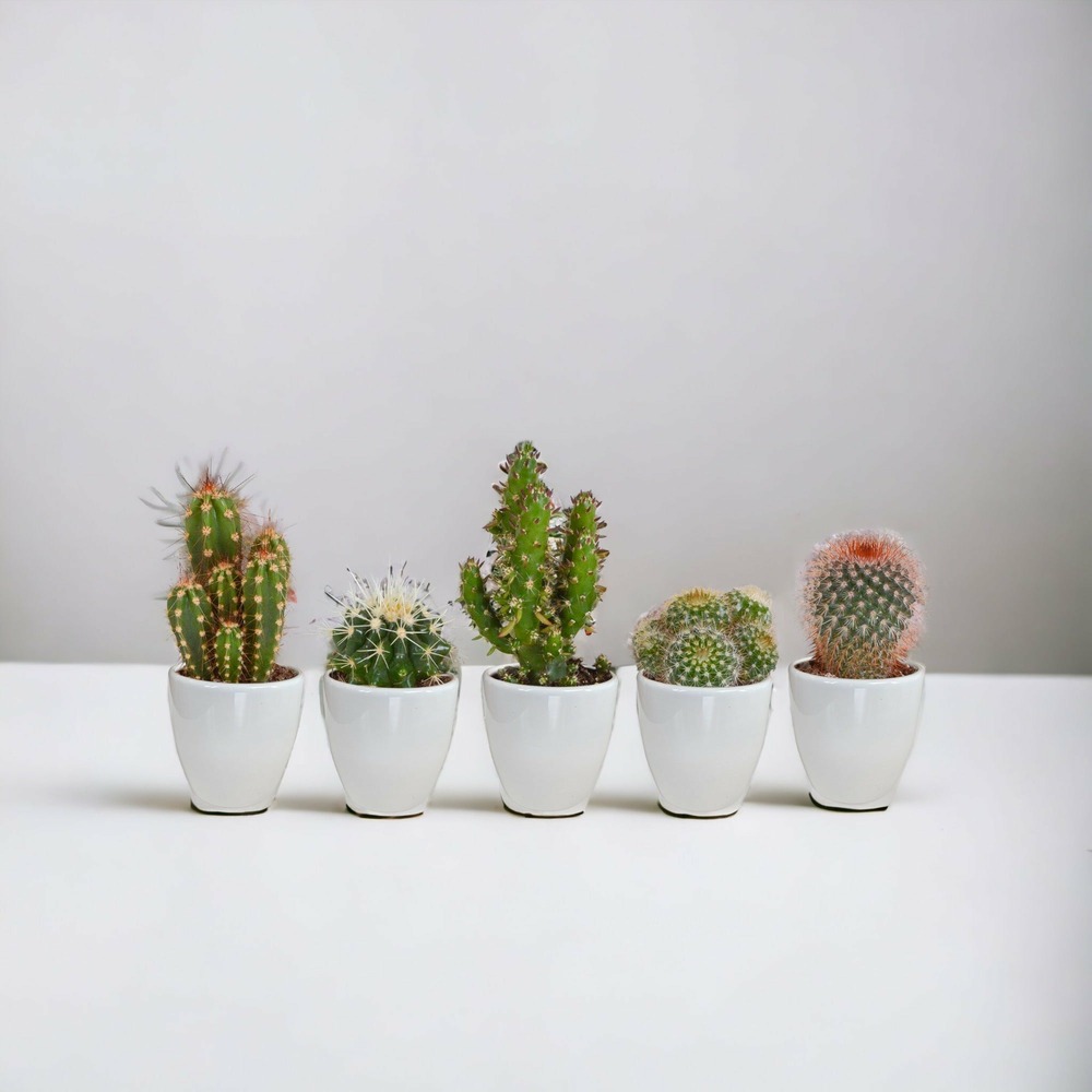 Coffret cactus et ses caches-pots blancs - lot de 5 plantes, h40cm