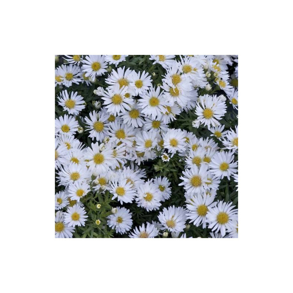 Aster d'automne dumosus snowsprite godet - 5/20 cm