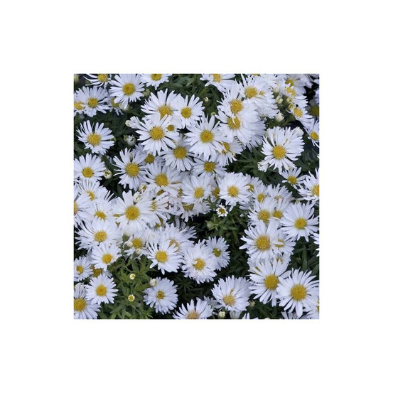 Aster d'automne dumosus snowsprite godet - 5/20 cm