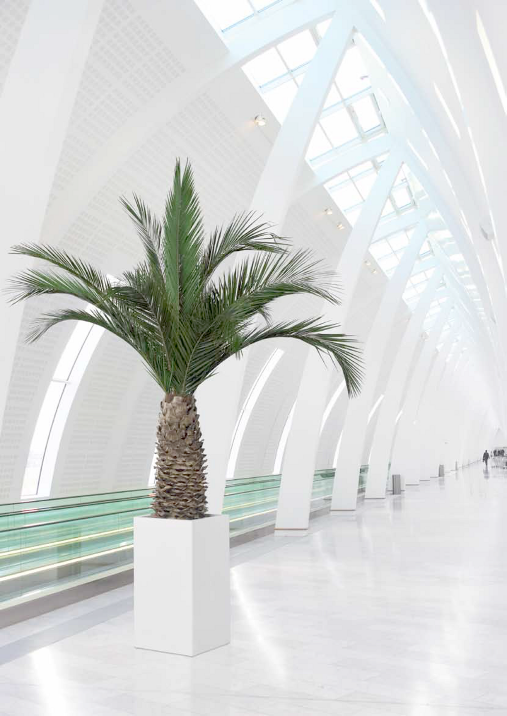 Palmier naturel stabilisé phoenix agave - palmier stabilisé - palmier d'intérieur - 230 cm