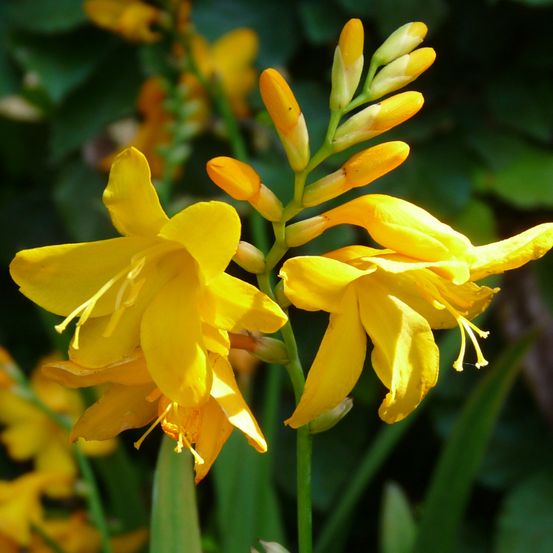 Montbrétia 'buttercup' godet de 8/9 cm calibre 7+