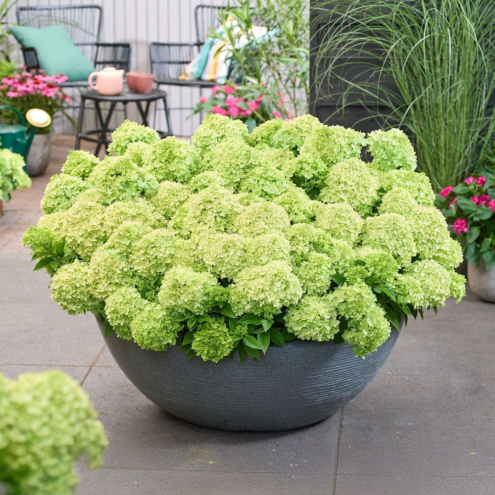 Hortensia groundbreaker greeny - pot 14 cm - hauteur 20-25 cm - plante d'extérieur