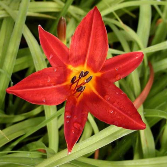 Hémérocalle papoose godet - 5/20 cm