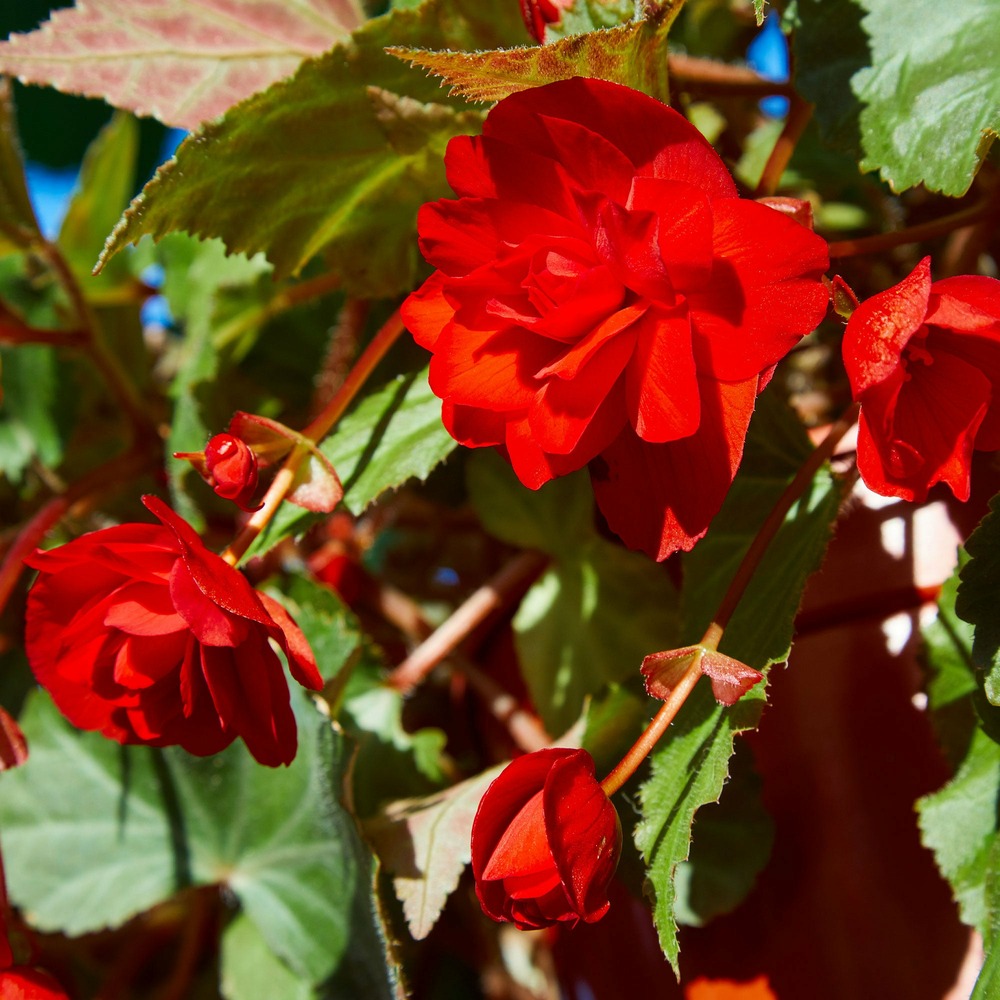 Bégonia à grandes fleurs rouges - le pot / ø 10,5cm