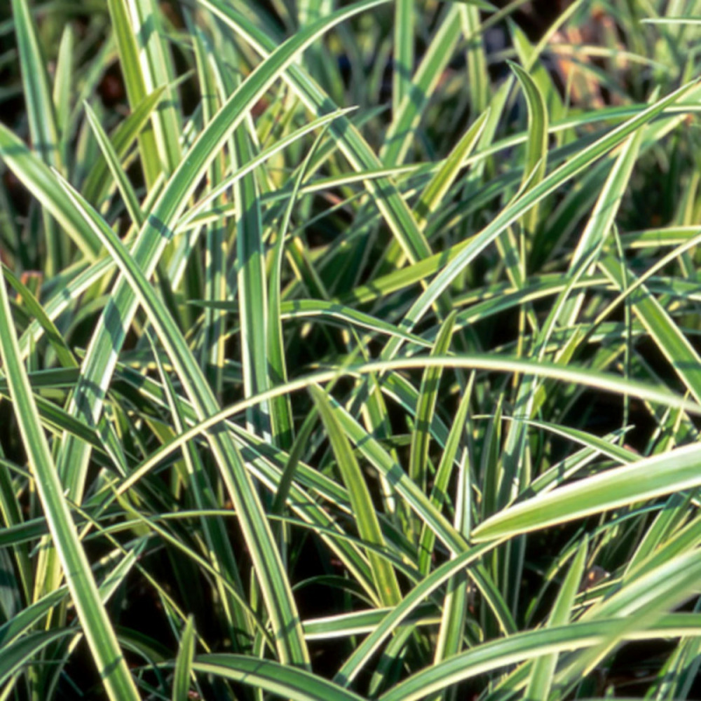 Laîche japonaise ice dance godet - 5/20 cm