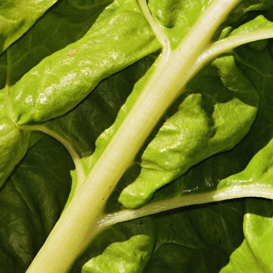 Graines de poirée verte à carde blanche 2 - vilmorin sachet