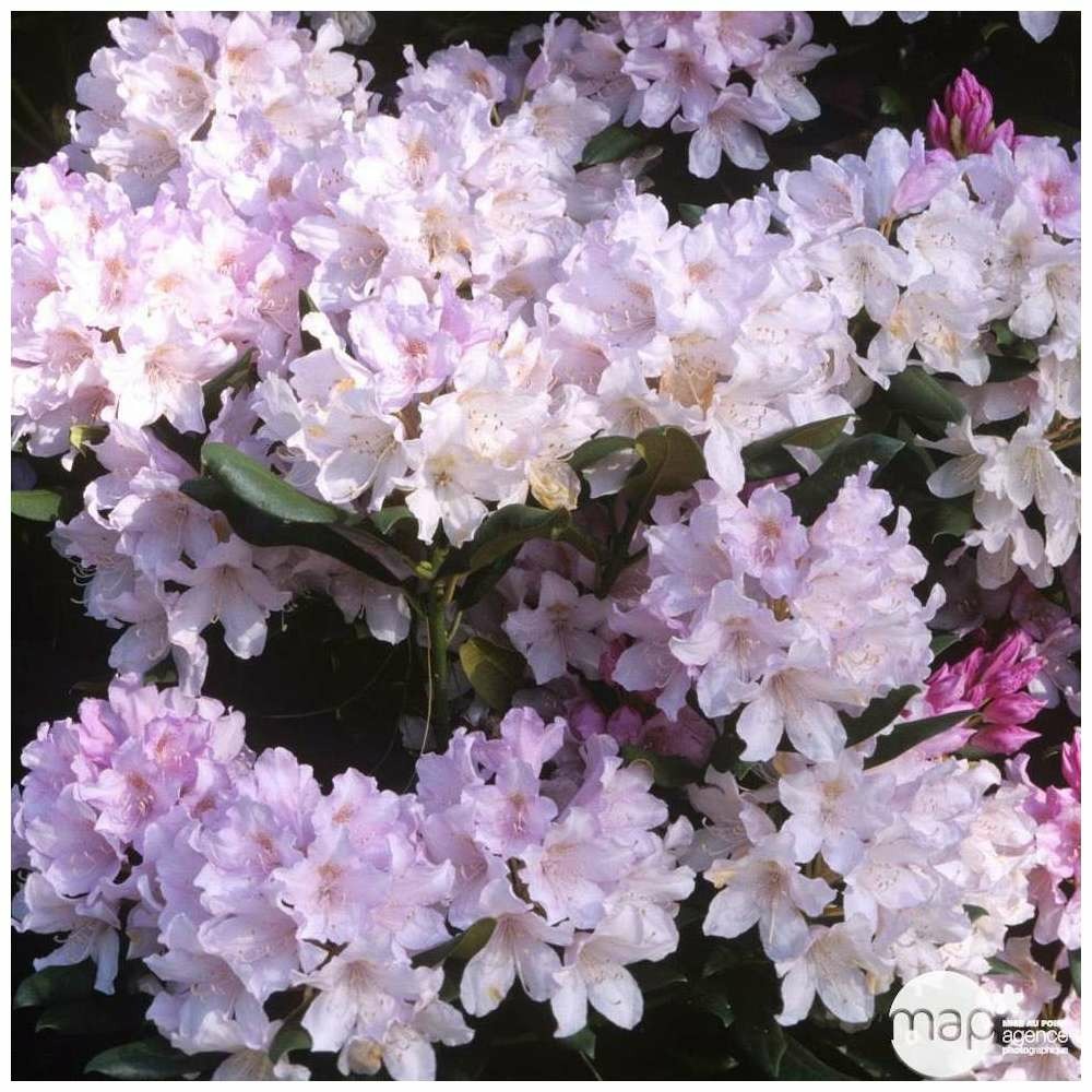 Rhododendron x 'daniel gelin' : 15 litres (violine)