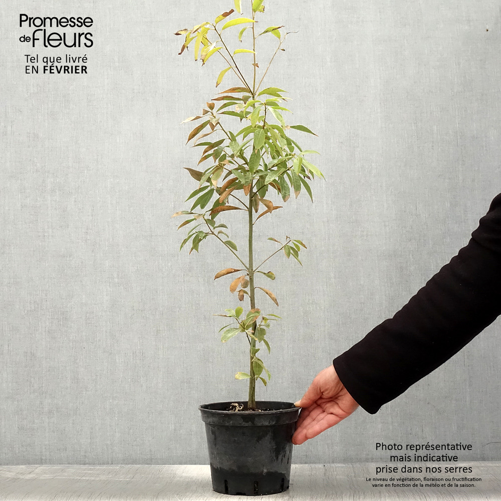 Chêne à feuilles de myrsine pot de 3l/4l