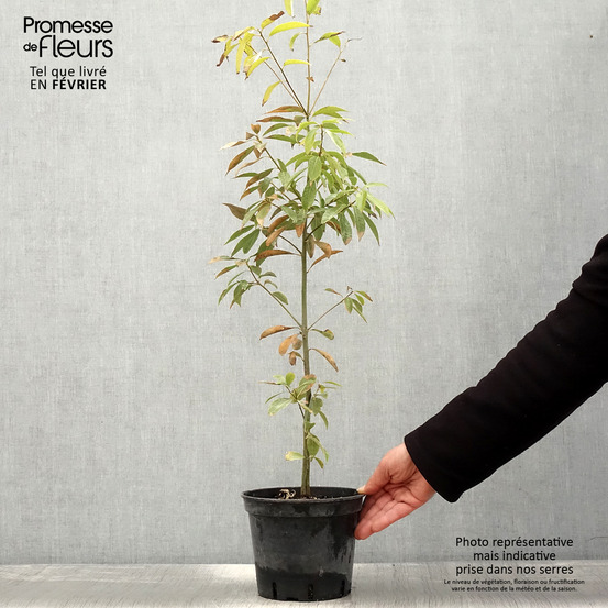 Chêne à feuilles de myrsine pot de 3l/4l