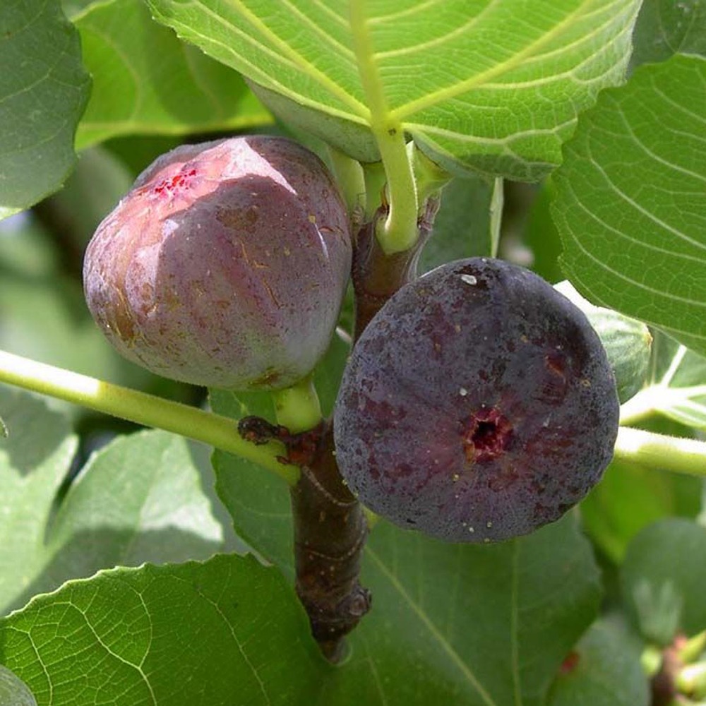 Figuier 'madeleine des deux saisons' pot de 2l/3l, scion
