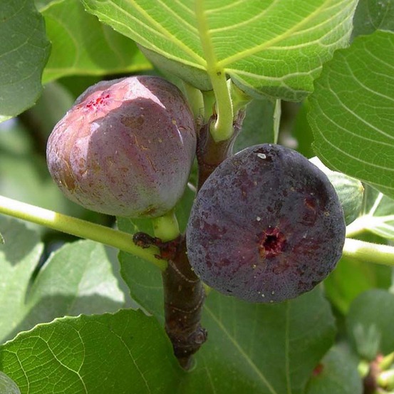 Figuier 'madeleine des deux saisons' pot de 2l/3l, scion