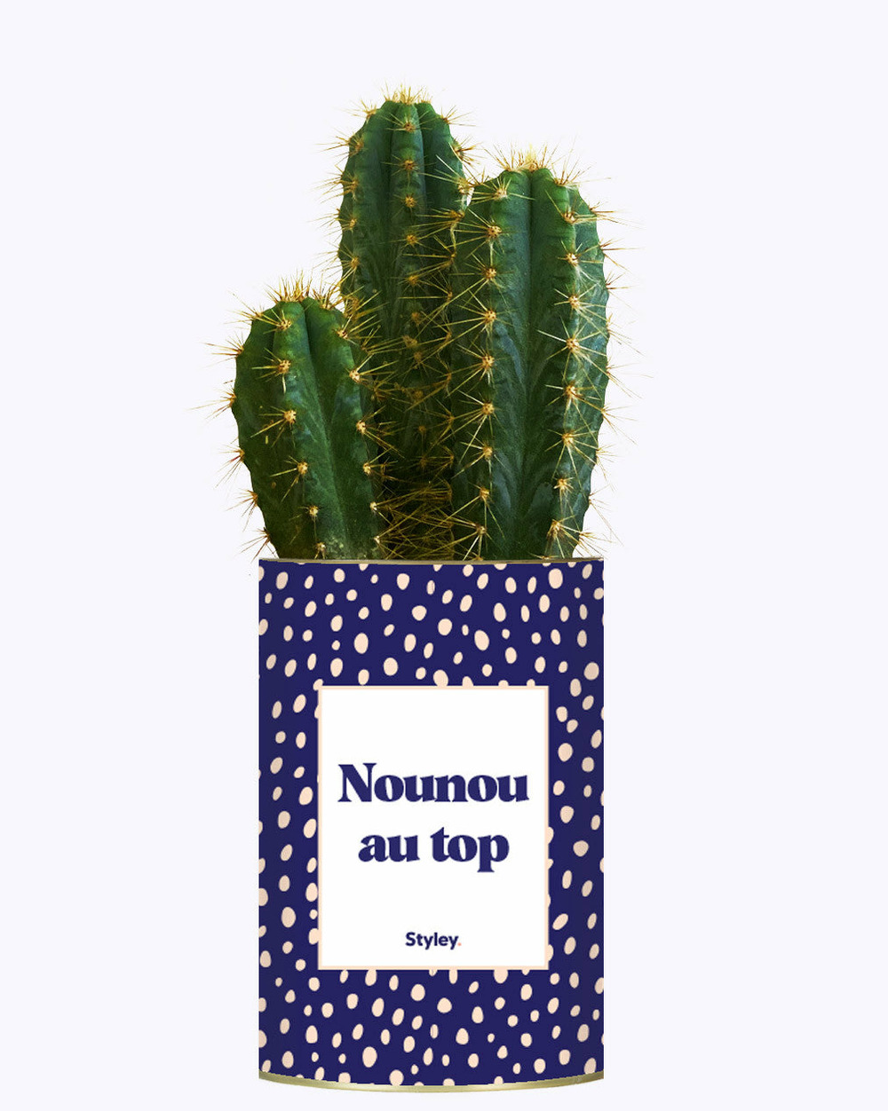 Plante facile à entretenir - nounou au top - cactus