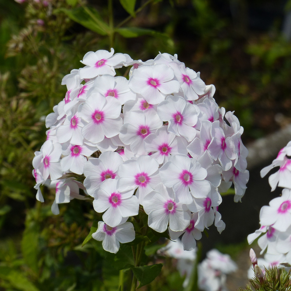 Phlox 'graf zeppelin' racines nues