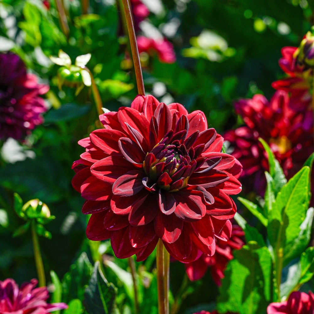 Dahlia décoratif arabian night - le sachet de 1 bulbe, vendu par lot de 2