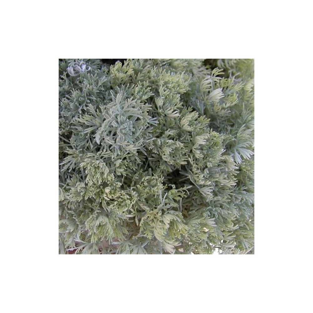 Armoise à feuilles de cinéraire nana lot de 3 godets