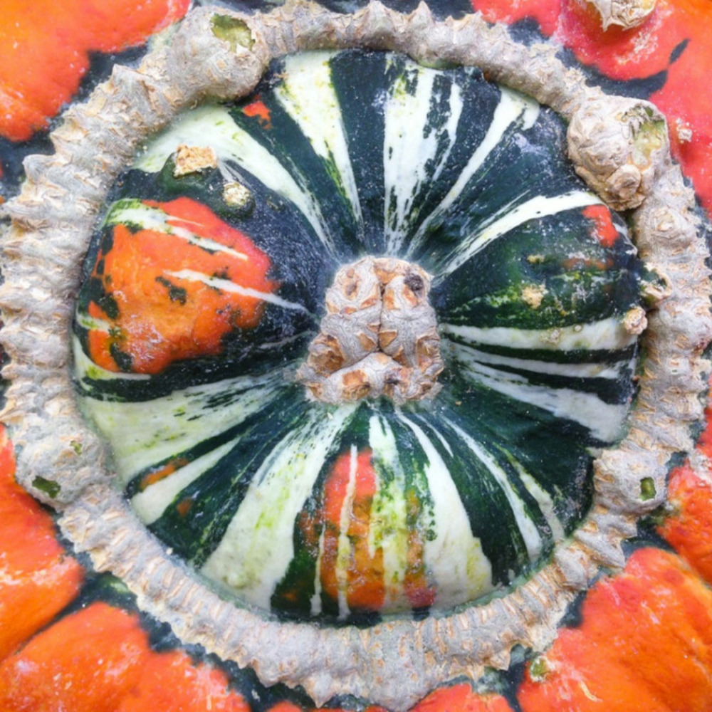 Graines de potiron giraumon turban - vilmorin sachet