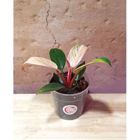 Philodendron erubescens birkin pink - pink bikini d. 9cm h. 15cm - plante d'intérieur