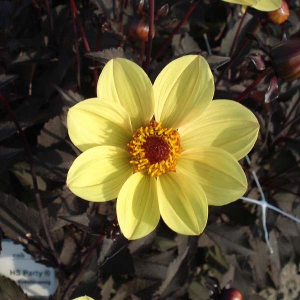 Dahlia à fleurs simples 'happy single party' bulbe calibre i (par 3)