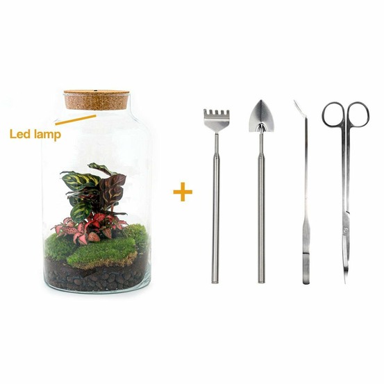 Kit terrarium diy - mila avec led calathea + fittonia - rateau + pelle + pince + ciseaux