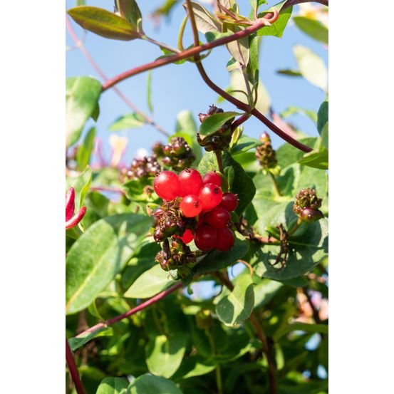 Lot de 4 - lonicera periclymenum 'serotina' - h65 cm - ø15 cm