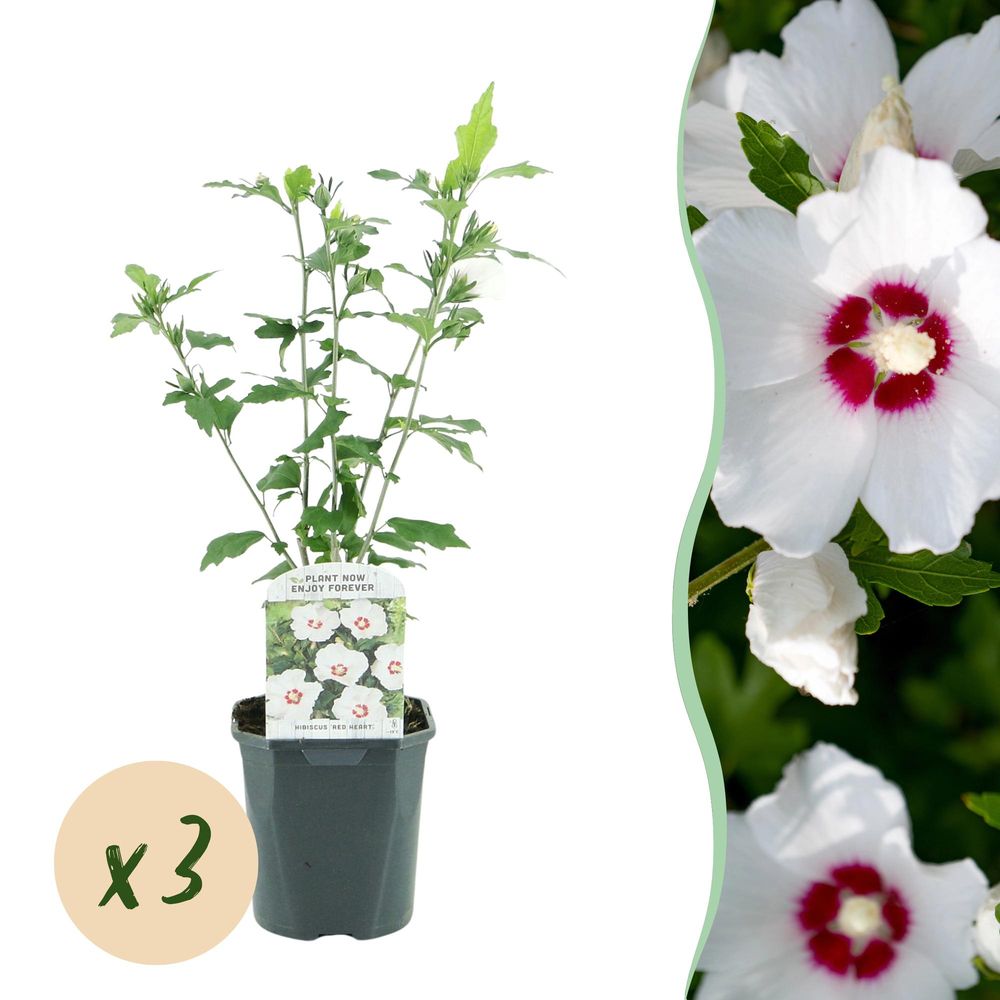 Hibiscus 'red heart' - lot de 3 - pot 17 cm - hauteur 45 cm - plante d'extérieur