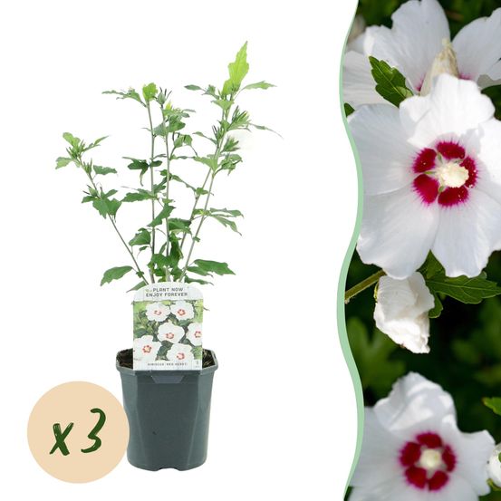 Hibiscus 'red heart' - lot de 3 - pot 17 cm - hauteur 45 cm - plante d'extérieur
