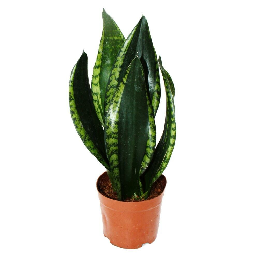 Sansevieria trifasciata silver flame