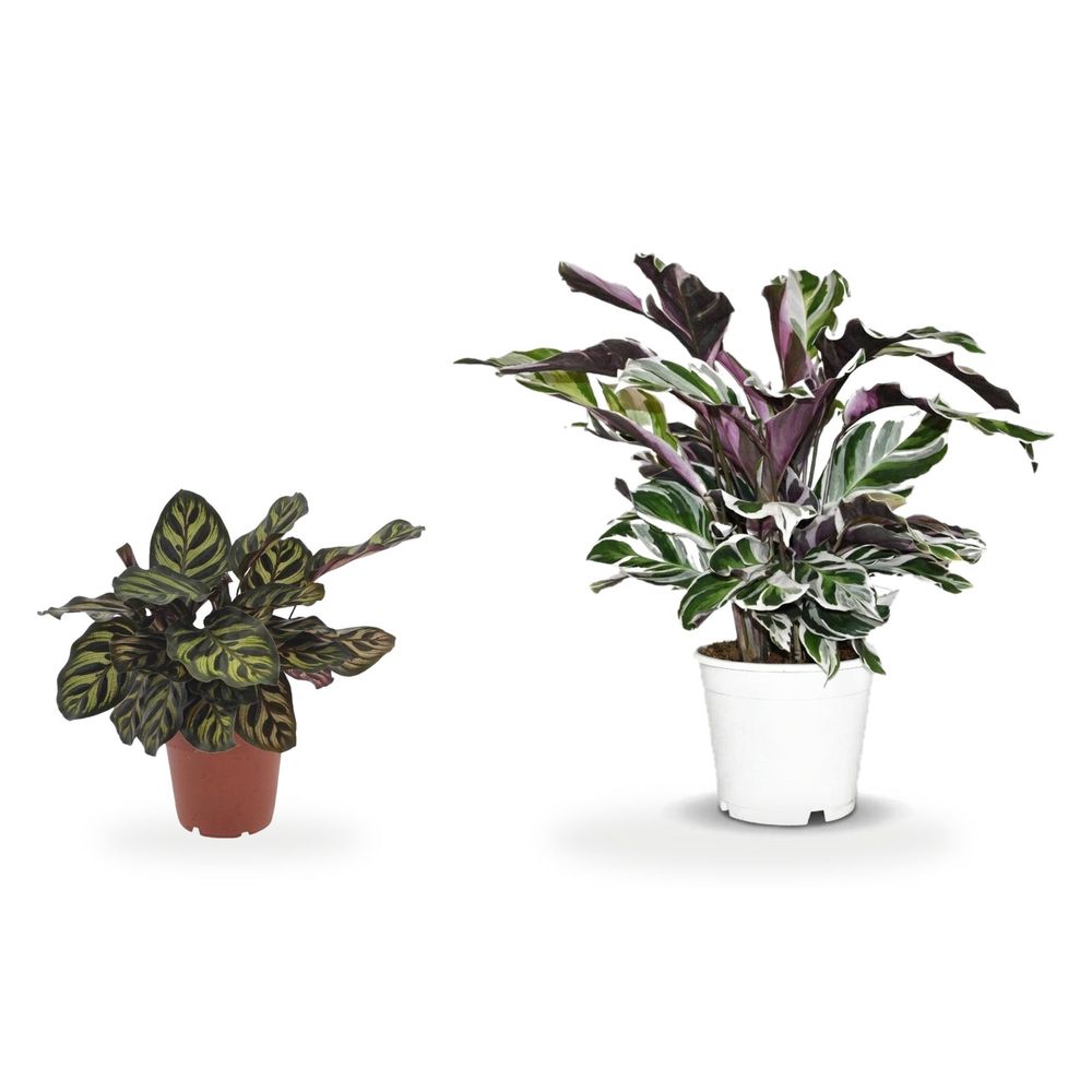 Duo calathea de collection — fusion white & makoyana