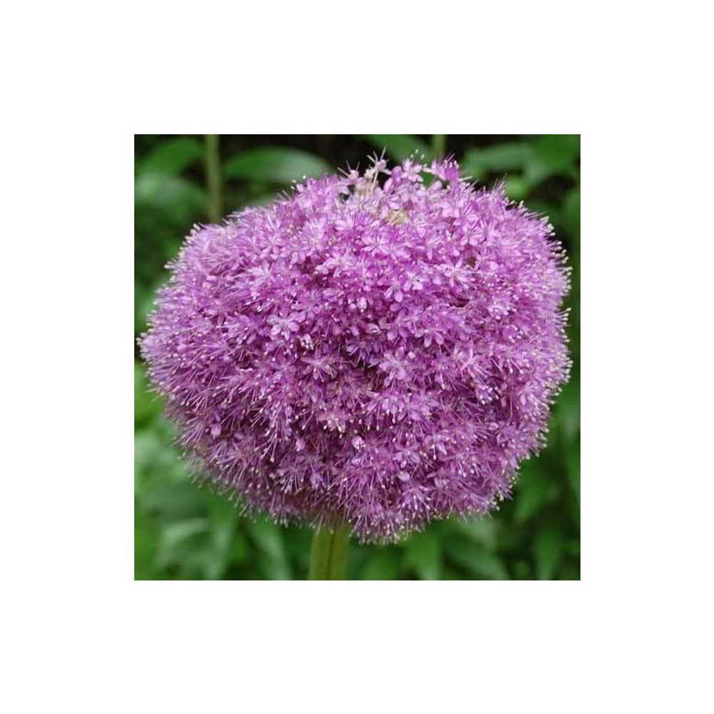 Bulbe d'ail d'ornement giganteum sachet de 1 bulbe