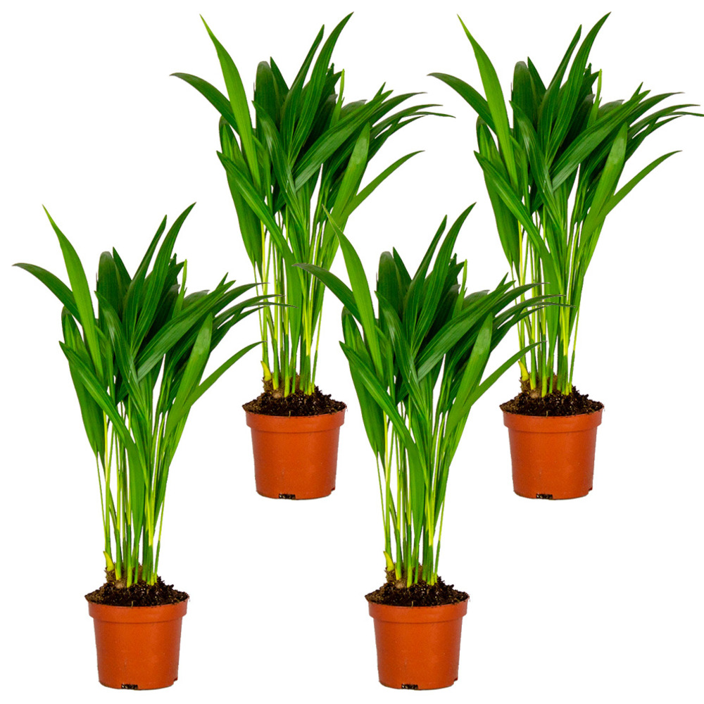 Lot de 4 - dypsis lutescens - palmier areca - plantes d’intérieur - hauteur 20-30 cm - pot 10,5 cm