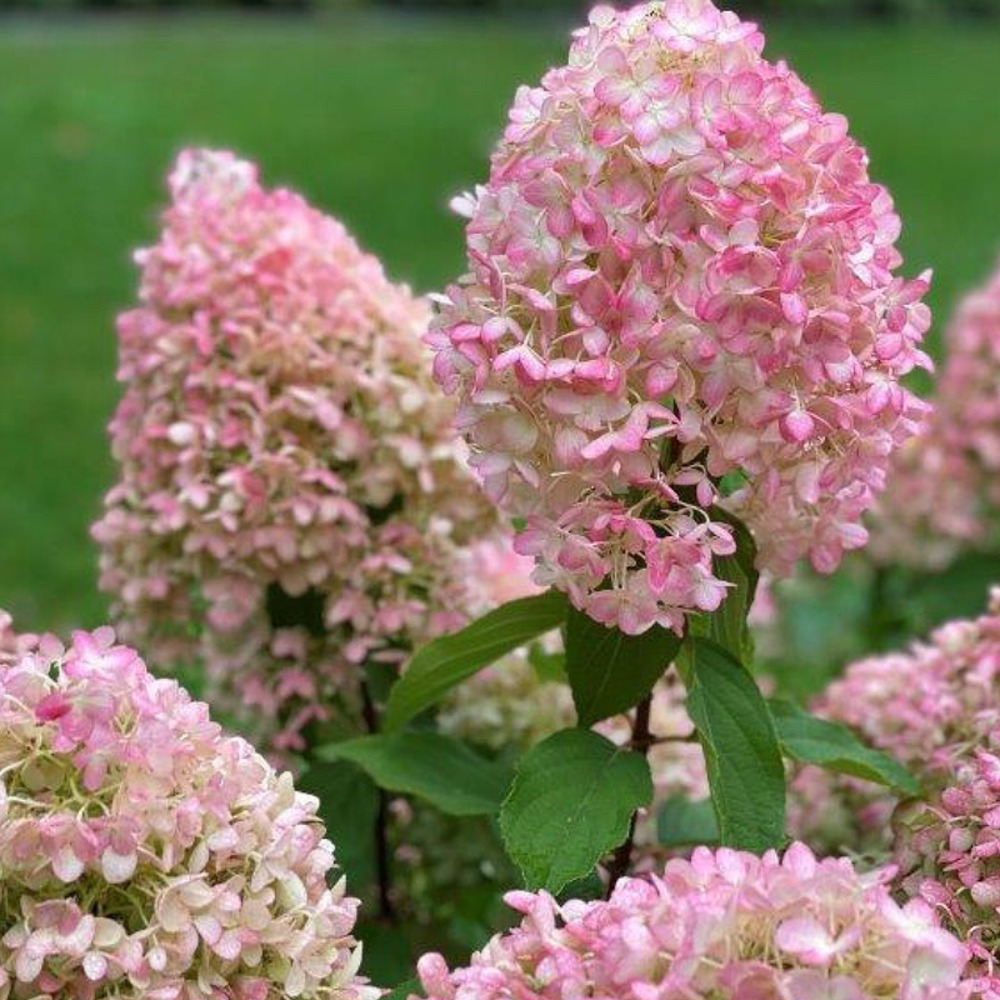 Hortensia paniculé 'pinkachu' pot de 3l/4l