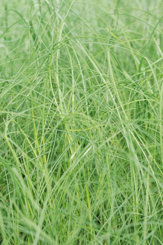 Miscanthus 'ruby cute' - en pot de 3 litres